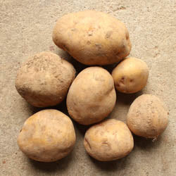 BEYOND ORGANIC YUKON GOLD POTATOES, APPROX 25 LB