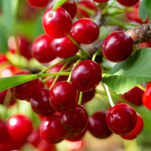 Fresh Michigan TART Cherries, IPM, 7 LB Box