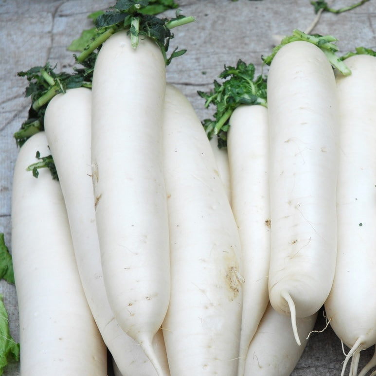 BEYOND ORGANIC CHINESE WHITE, DAIKON RADISH, LOCAL, 2 LB BAG