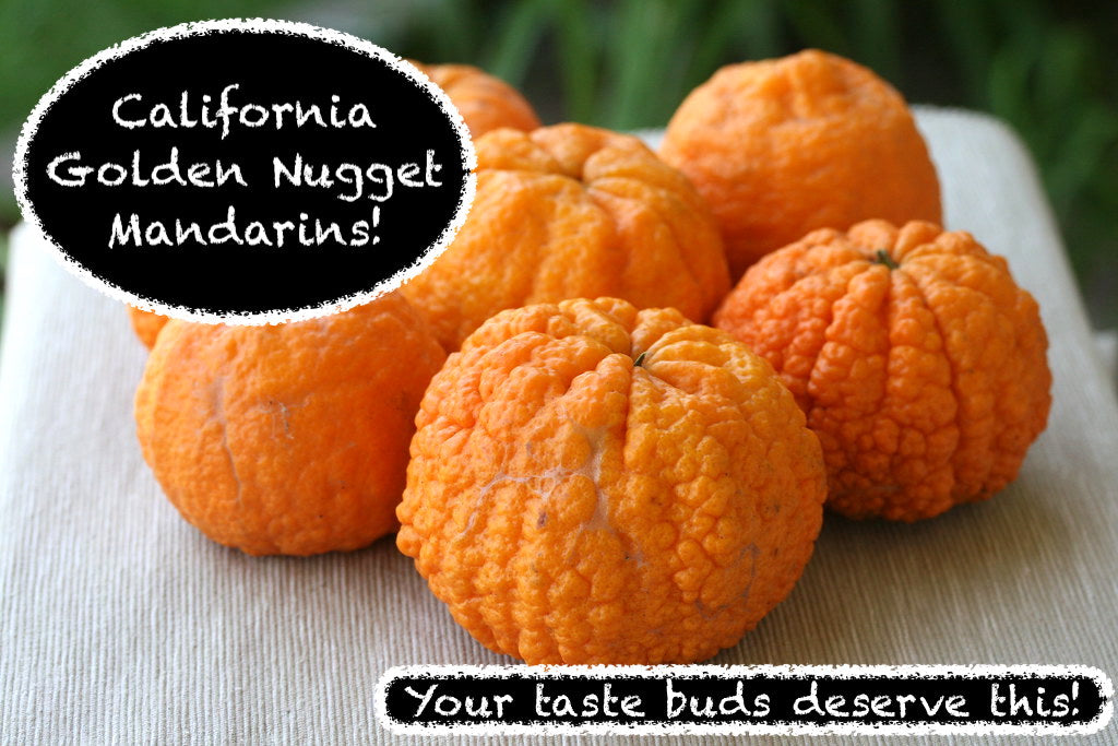 Golden Nugget Mandarins! Order Now Open!