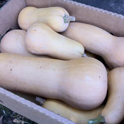 BEYOND ORGANIC BUTTERNUT SQUASH, APPROX 25 LB