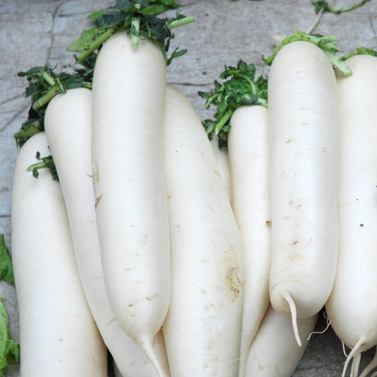 BEYOND ORGANIC CHINESE WHITE, DAIKON RADISH, LOCAL, 2 LB BAG