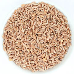 Bronze Chief Hard Red Spring Wheat Berries, 50 LB Bag