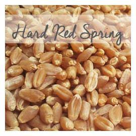 Bronze Chief Hard Red Spring Wheat Berries, 5 LB Bag - Bulk Natural Foods Market