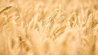 10 LB, Prairie Gold Hard White Whole Wheat Flour, Wheat Montana